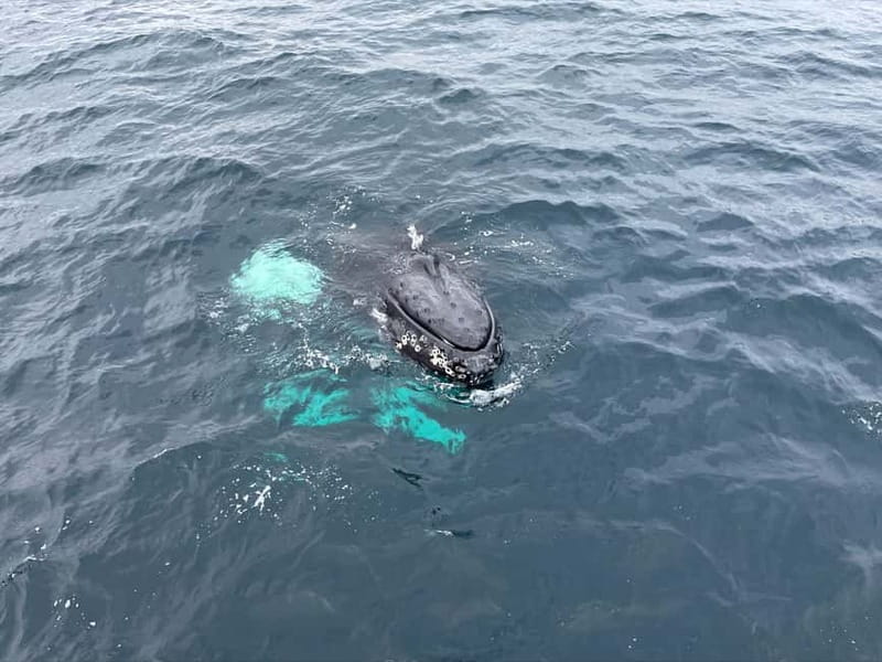 From Tromsø: All-Inclusive Whale & Orca Safari - Is the $186 cost good value?