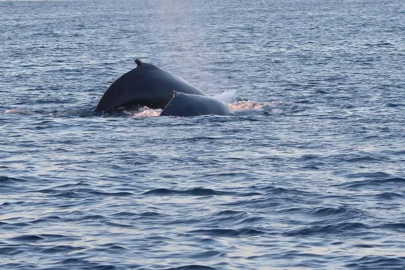 From Tromsø: All-Inclusive Whale & Orca Safari - Who should book this experience?