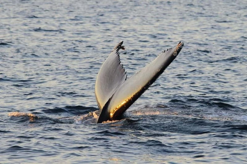 From Tromsø: All-Inclusive Whale & Orca Safari - Practical ways to improve your day