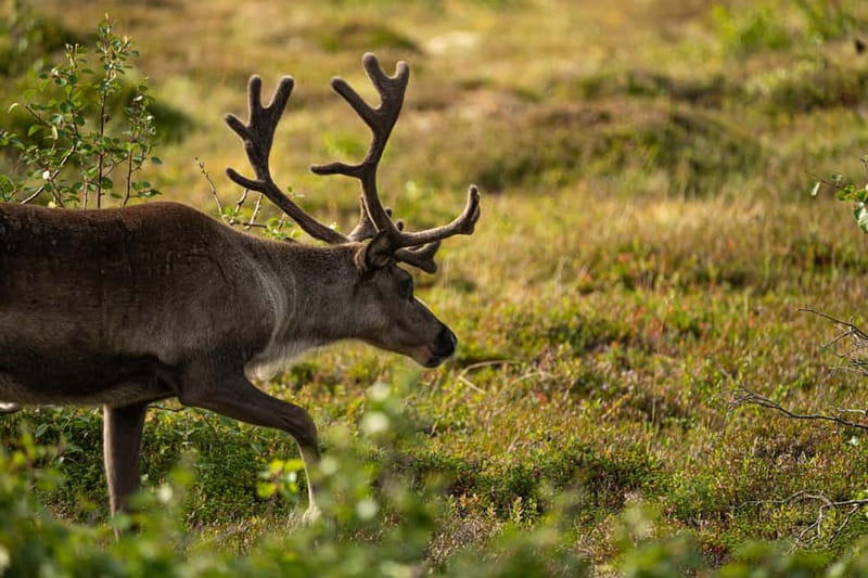 From Tromsø: Arctic Roadtrip: fjords tour with scenic picnic - Wildlife and the value of a flexible route
