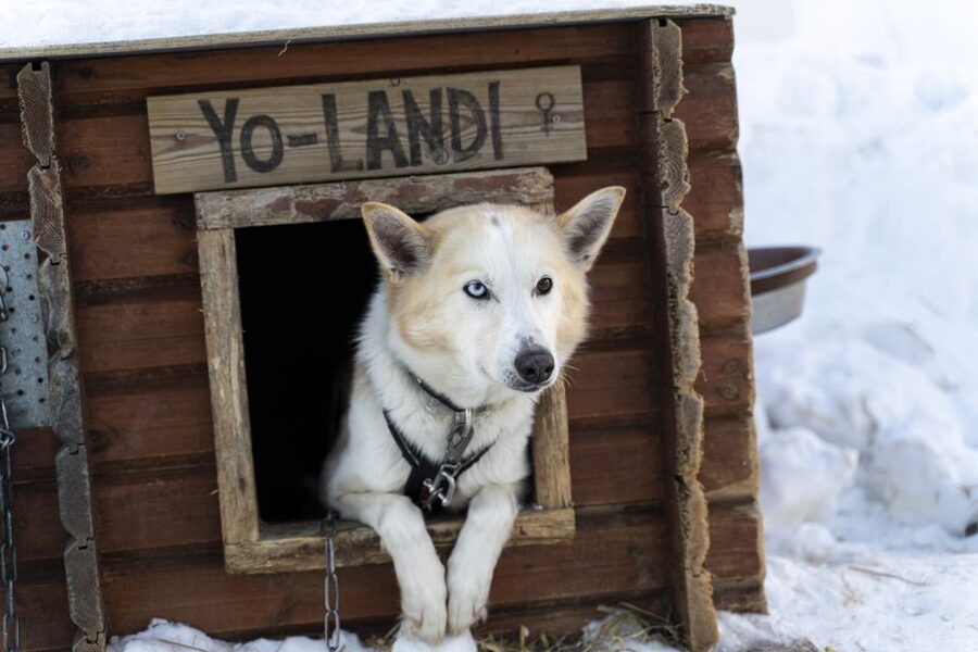 From Tromsø: Fun and Easy Dog Sledding Adventure - Quick points before you book
