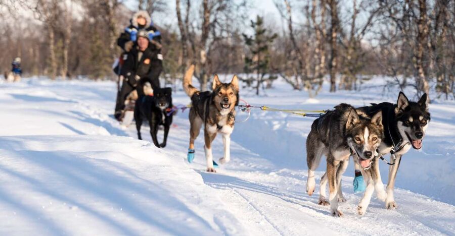 From Tromsø: Fun and Easy Dog Sledding Adventure - Learning to mush your own team