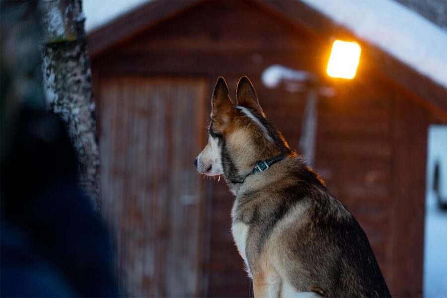 From Tromsø: Fun and Easy Dog Sledding Adventure - What $282 buys you