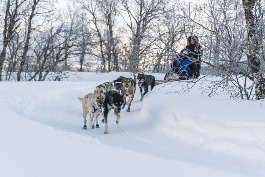 From Tromsø: Fun and Easy Dog Sledding Adventure - Who will enjoy this most?