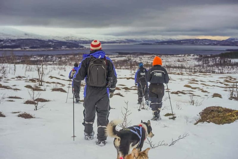 From Tromsø: Guided Husky Snowshoe Hike and Husky Camp Visit - Walking with huskies across the snow