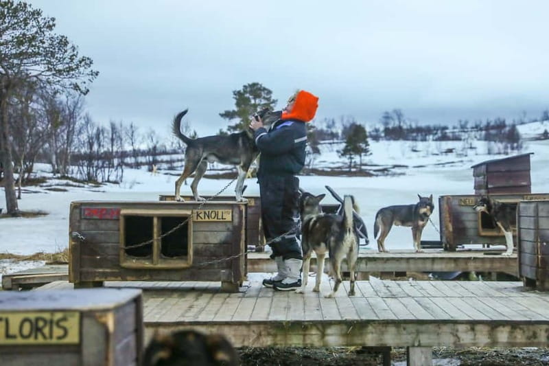 From Tromsø: Guided Husky Snowshoe Hike and Husky Camp Visit - Is $175 a fair price?