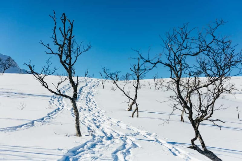 From Tromsø: Snowshoeing Hike with Picnic Lunch and Photos - Your guide becomes the photographer
