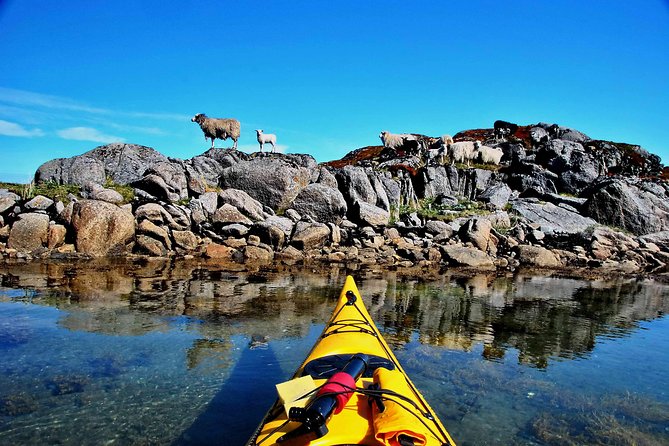 Full Day Kayak-Northern Explorer - Sea Eagles, Birds, and the Chance of a Sea Lion