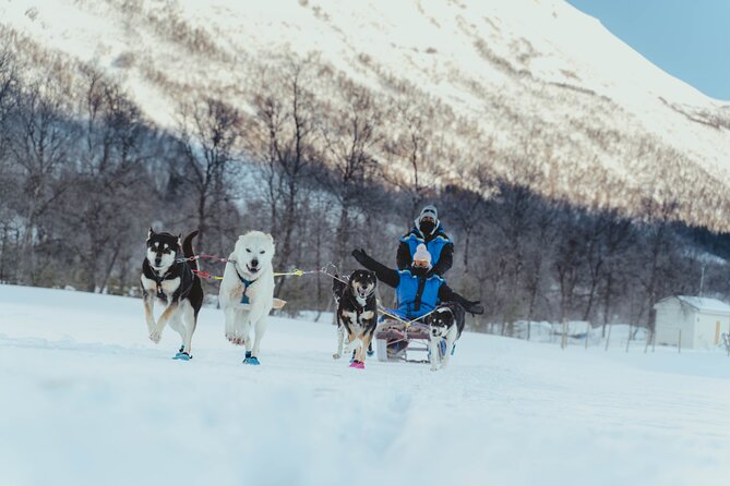 Fun & Easy Dog Sledding Adventure from Tromsø - Early Bird Tour - The dogs are the real stars