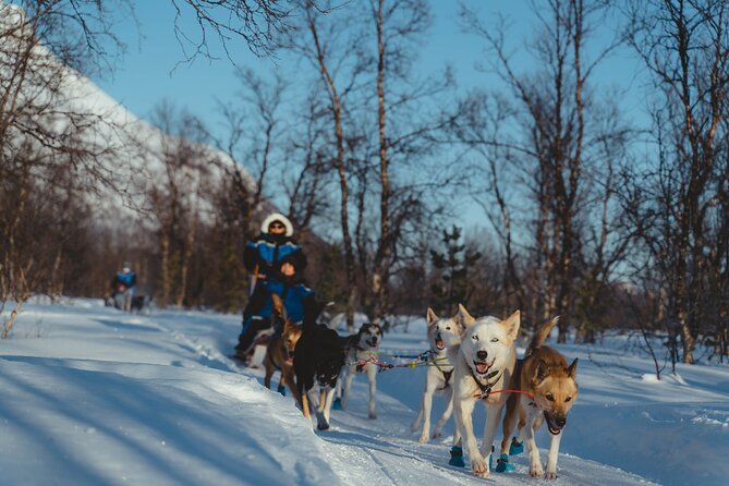 Fun & Easy Dog Sledding Adventure from Tromsø - Early Bird Tour - Is $289.03 a fair price?