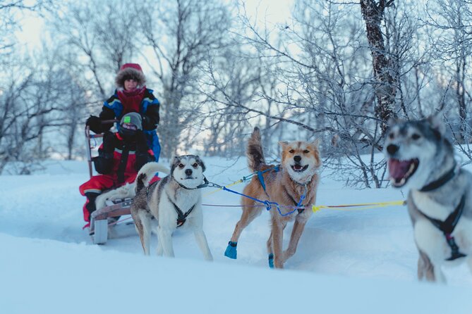Fun & Easy Dog Sledding Adventure from Tromsø - Noon Tour - One hour through snowy country