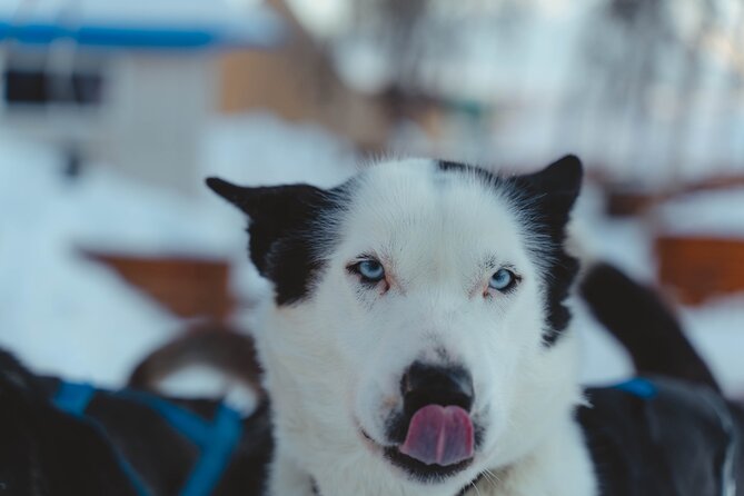 Fun & Easy Dog Sledding Adventure from Tromsø - Noon Tour - Warm drinks and a friendly finish