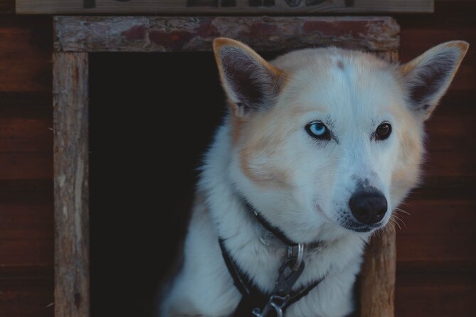 Fun & Easy Dog Sledding Adventure from Tromsø - Noon Tour - Is $289.03 good value?