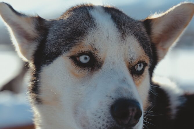 Fun & Easy Dog Sledding Adventure from Tromsø - Noon Tour - Learning to drive a sled