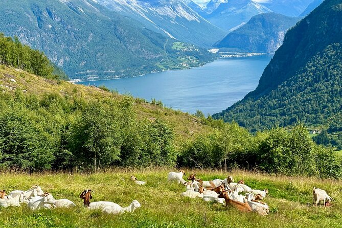 Geiranger by Royal route, 5 hours with visiting a high-mountain farm - Kilsti: a broad view of Storfjord