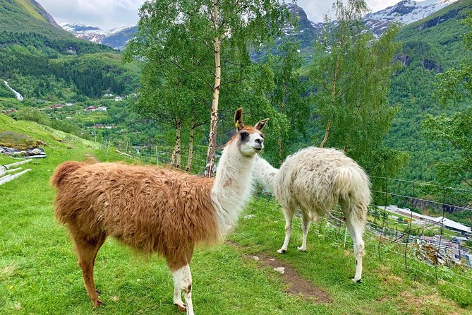 Geiranger by Royal route, 5 hours with visiting a high-mountain farm - Westerås Restaurant: the day’s main pause