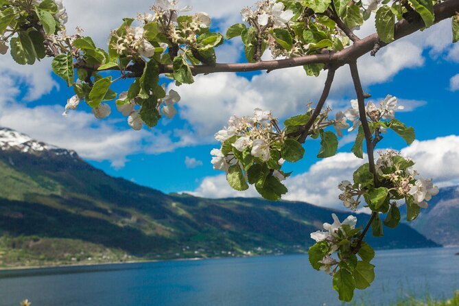 Guided tour to Hardanger Fjord, Waterfalls and Ferry Crossing - Road 550 is the scenic heart of the trip