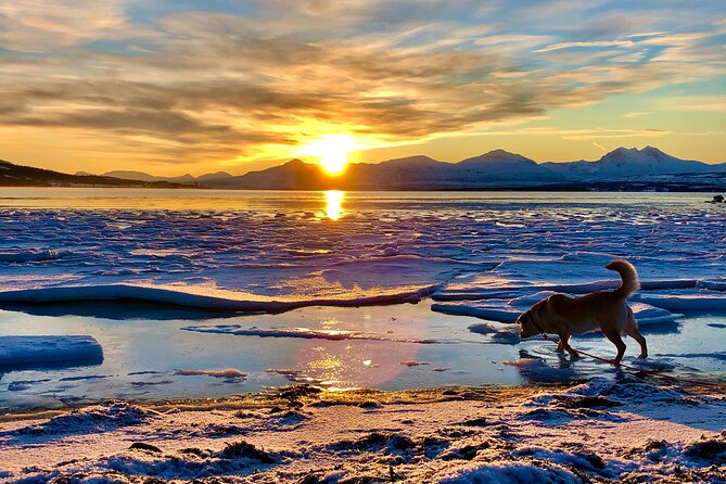 Half-Day Scenic Wildlife & Photographic Fjord Tour. - Searching for Reindeer and Sea Eagles