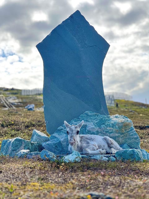 Hammerfest: Guided Tour - Meet Reindeer - The one-hour guided visit with the reindeer