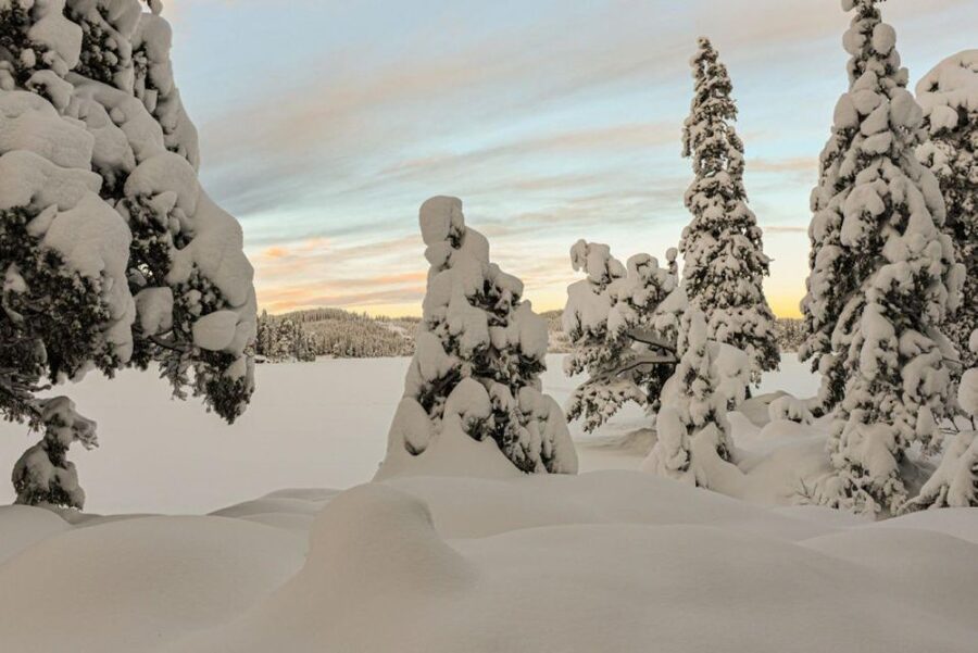 Hønefoss: 2-Day Moose Safari in Oslo's Wilderness - Why this safari feels different from a short wildlife outing