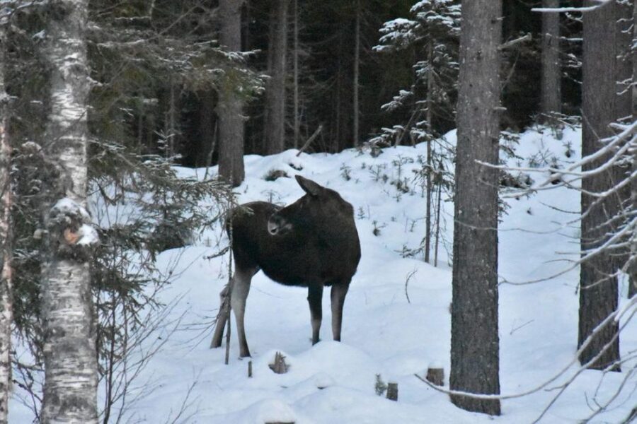Hønefoss: 2-Day Moose Safari in Oslo's Wilderness - Searching the forest after lunch