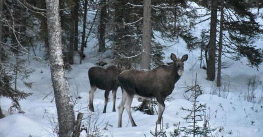 Hønefoss: 2-Day Moose Safari in Oslo's Wilderness - Campfire lunch before the 15:00 finish