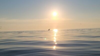 North Cape King Crab & Arctic Wildlife Safari