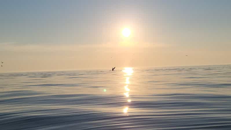 Honningsvåg: North Cape King Crab & Arctic Wildlife Safari - How much wildlife can you expect?