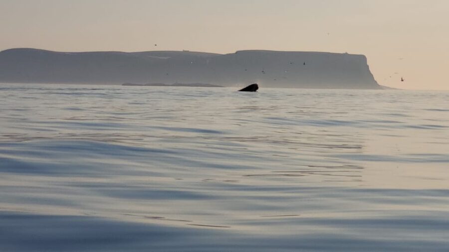 Honningsvåg: North Cape King Crab & Arctic Wildlife Safari - What the $261 price really buys