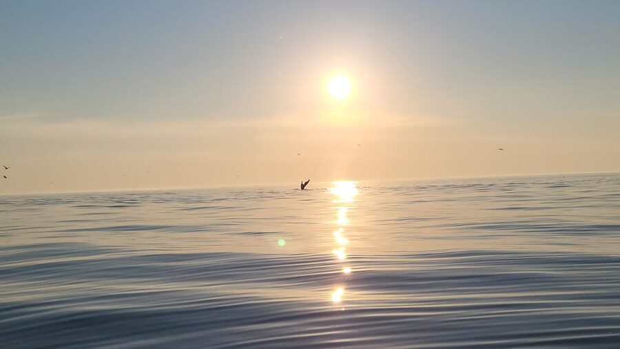 Honningsvåg: North Cape King Crab & Arctic Wildlife Safari - Riding the RIB along Magerøya’s coast