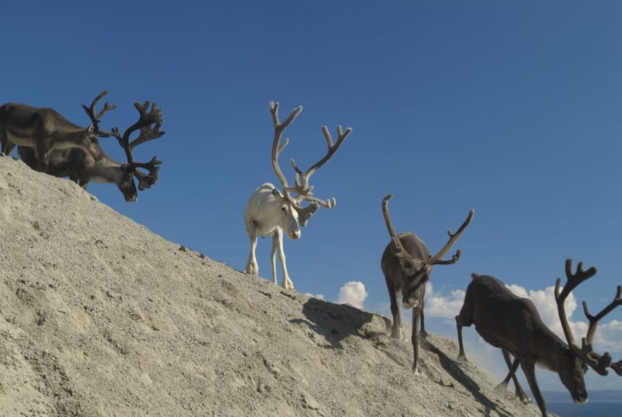 Honningsvåg: North Cape Summer Tour with Sami Family Visit - Key points at a glance