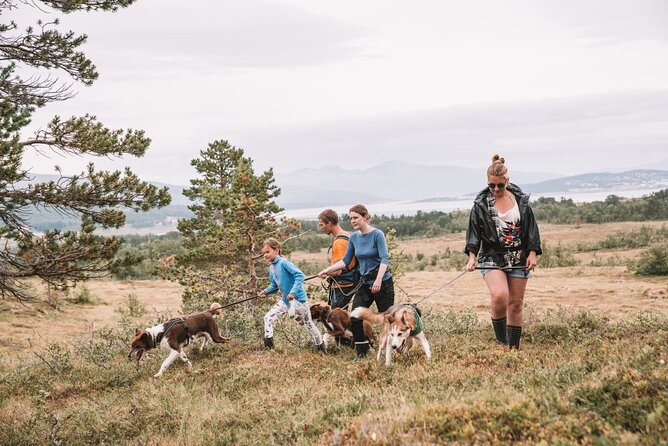 Husky Hike and Puppy Visit with Lunch - Meeting the working sled dogs