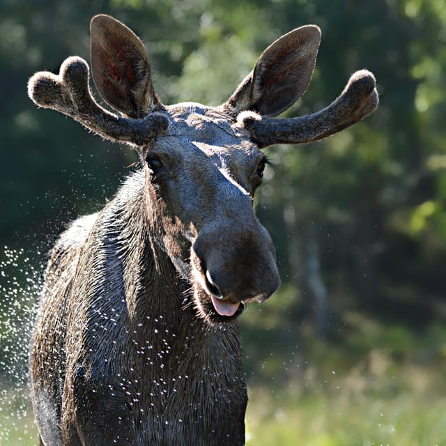 Kristiansand: Guided Bus Tour and Moose Park Experience - The 75-minute ride through Agder County