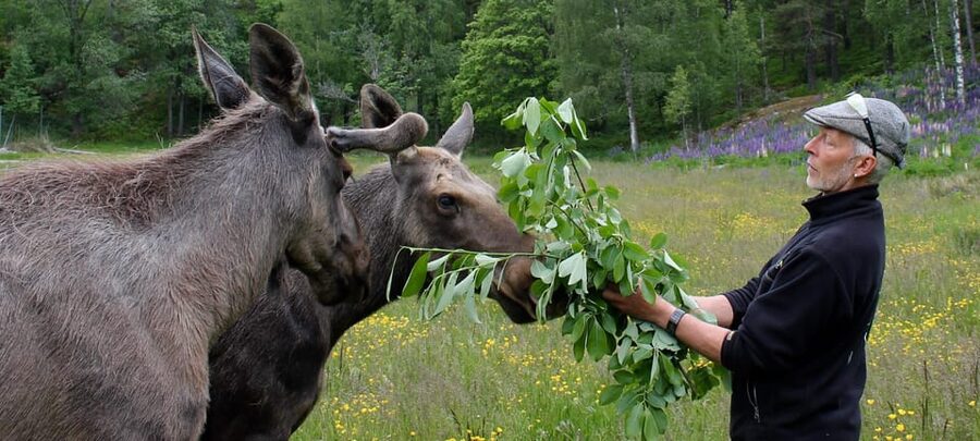 Kristiansand: Guided Bus Tour and Moose Park Experience - Seventy-five minutes for wildlife viewing and free time
