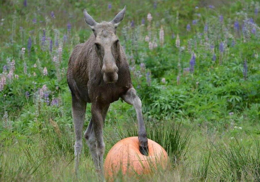 Kristiansand: Guided Bus Tour and Moose Park Experience - The first 45 minutes at Viltgården