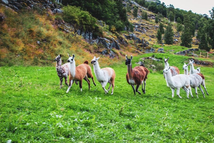 Ljøen, Hellesylt: Ljøen Farm Tour - From Hellesylt’s waterfront to Øvre Ljøen
