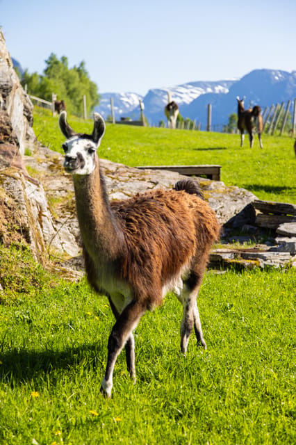 Ljøen, Hellesylt: Ljøen Farm Tour - Meeting fifteen llamas at the farm