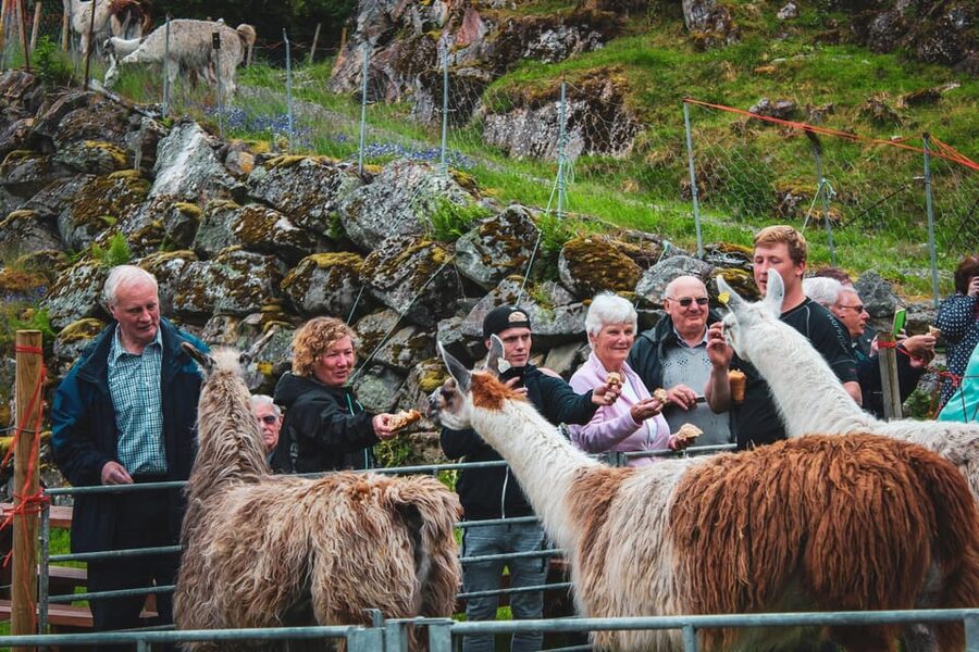 Ljøen, Hellesylt: Ljøen Farm Tour - What the 45-minute farm visit feels like