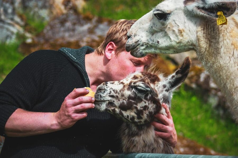 Ljøen, Hellesylt: Ljøen Farm Tour - Who will enjoy Ljøen Farm most?