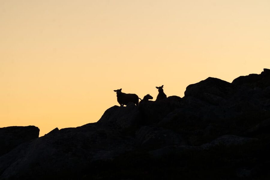 Lofoten Islands: Guided Hiking Into the Wilderness - Uphill - How much value do you get for $136?