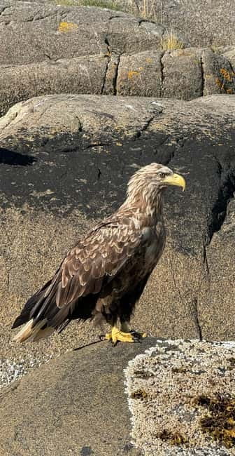 Lofoten: Trollfjord Sea Eagle Safari by RIB Boat - My verdict: book it for wildlife and motion