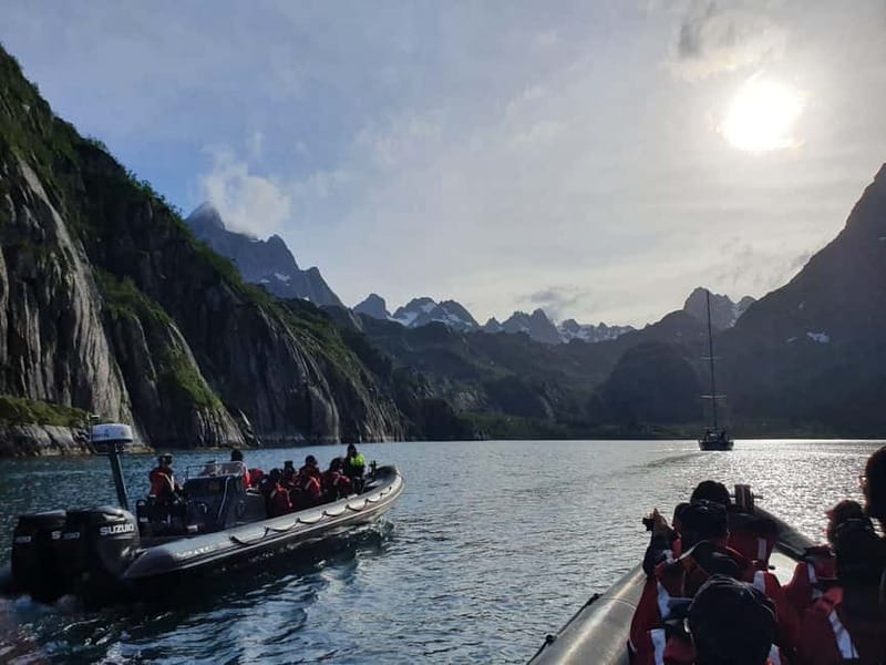 Lofoten: Trollfjord Sea Eagle Safari by RIB Boat - Watching white-tailed sea eagles near the boat