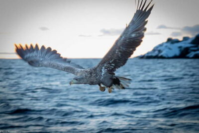 Trollfjord Sea Eagle Safari by RIB Boat