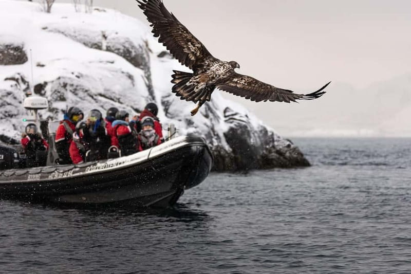 Lofoten: Trollfjord Sea Eagle Safari by RIB Boat - Viking places and local stories along the way