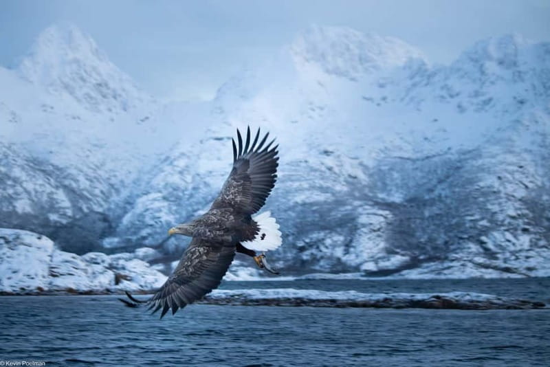 Lofoten: Trollfjord Sea Eagle Safari by RIB Boat - Who will enjoy this tour most?