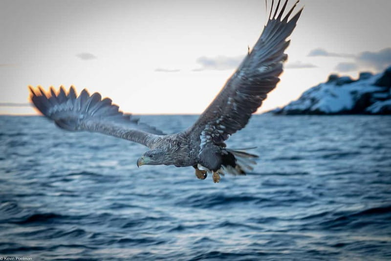Lofoten: Trollfjord Sea Eagle Safari by RIB Boat - The RIB ride across Raftsundet