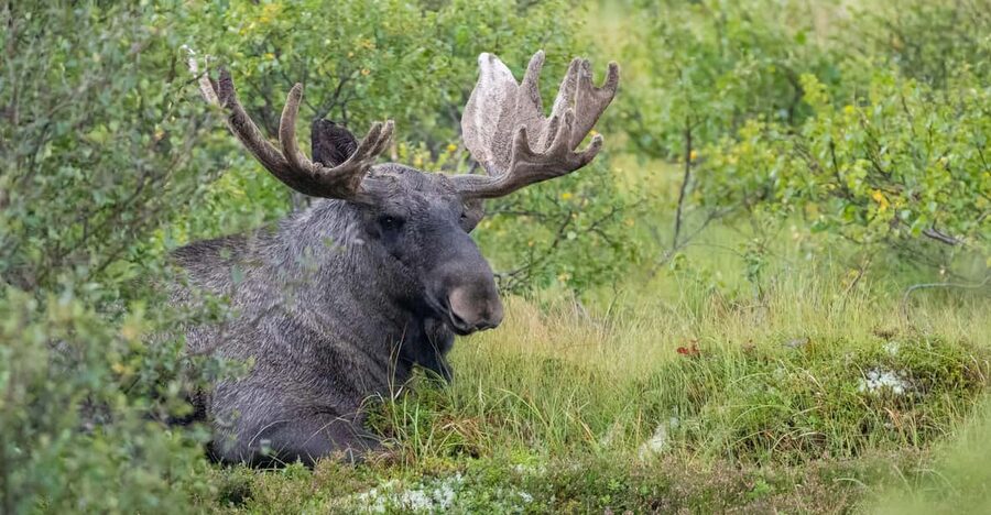 Lofoten: Wildlife Safari - Key things to know before you book