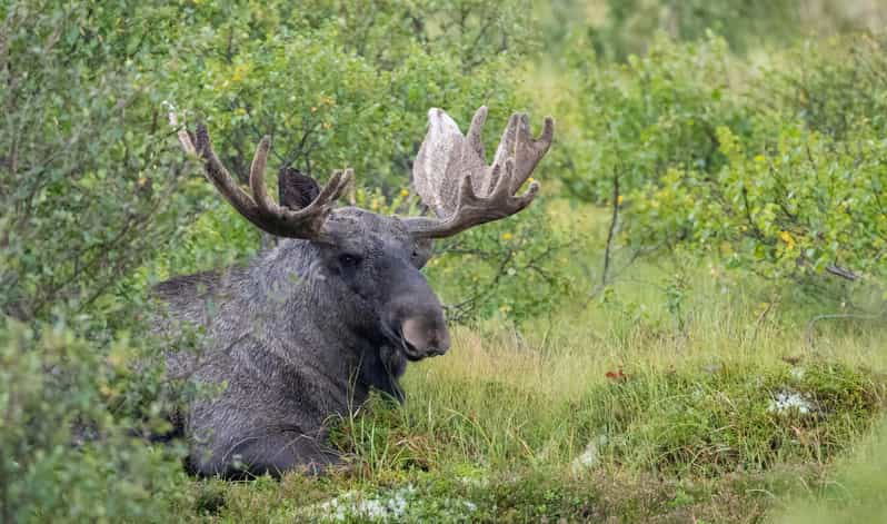 Lofoten: Wildlife Safari - Mountains, sea, and photography between sightings