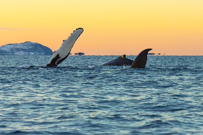 Luxury Whale Watching From Tromso - Small group and local guide - Why the six-person limit changes the day