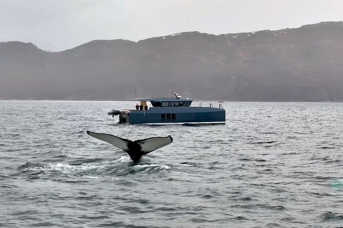 Luxury Whale Watching From Tromso - Small group and local guide - Searching for whales in their natural habitat